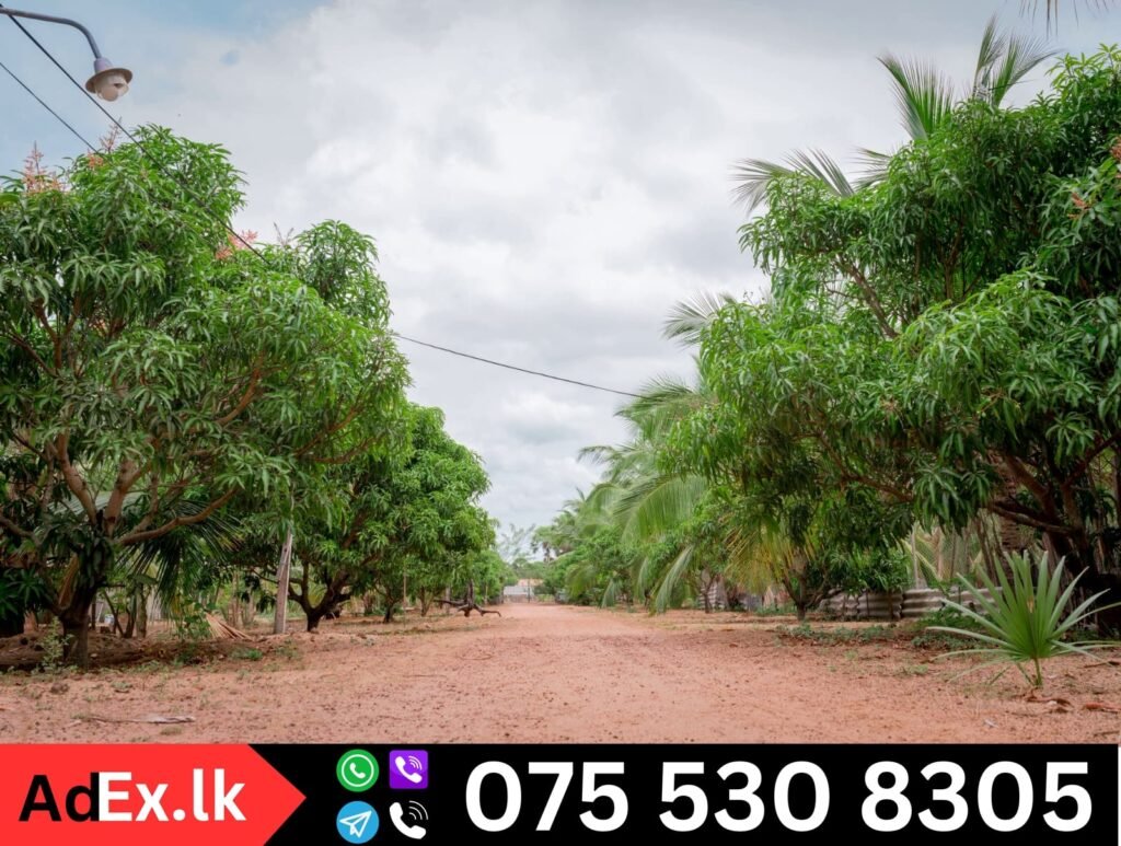 Buy Farm Land in Batticaloa