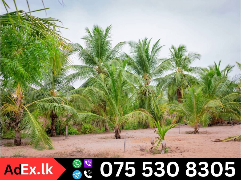 Farm Sale in Batticaloa