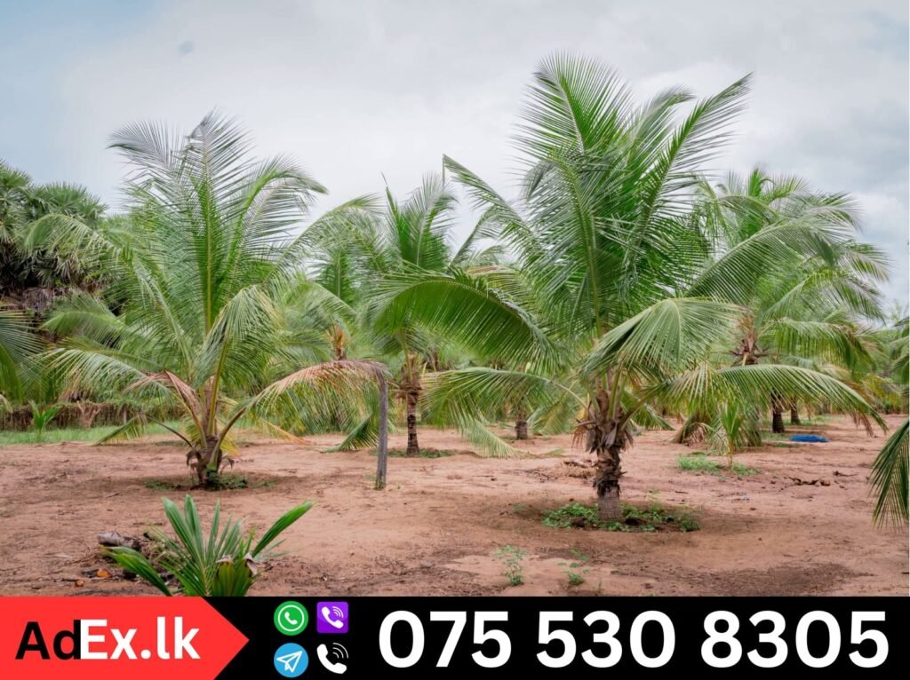 Farm Land Sale in Batticaloa