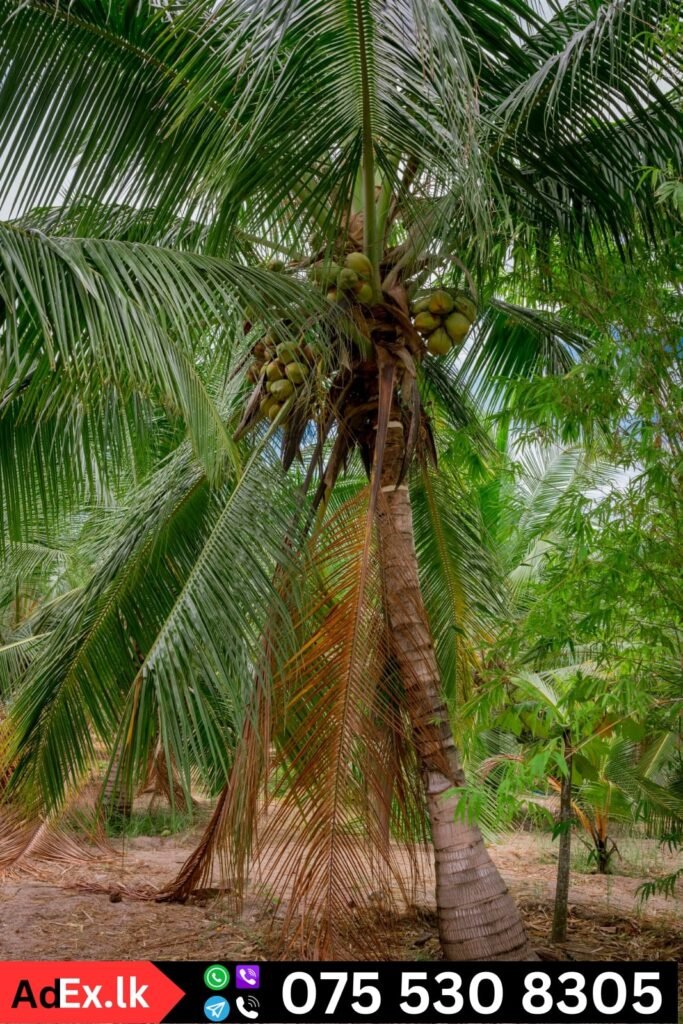 5 Acres Land for Sale in Batticaloa