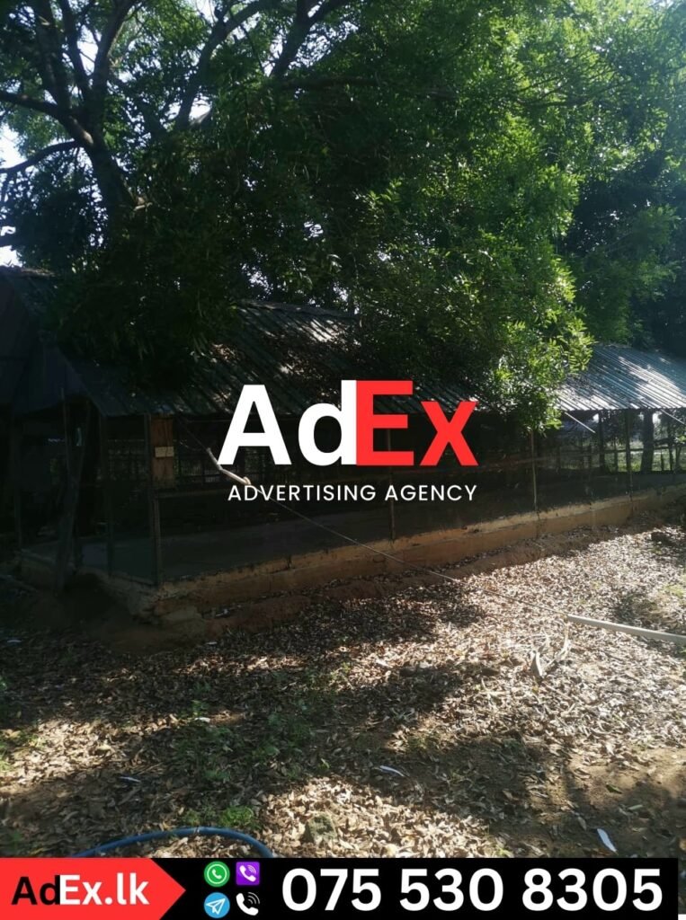 Egg Farm for Sale Ampara