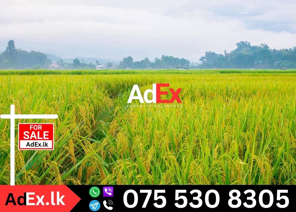 Paddy Land for Sale in Karaveddy Batticaloa (2 Acres)