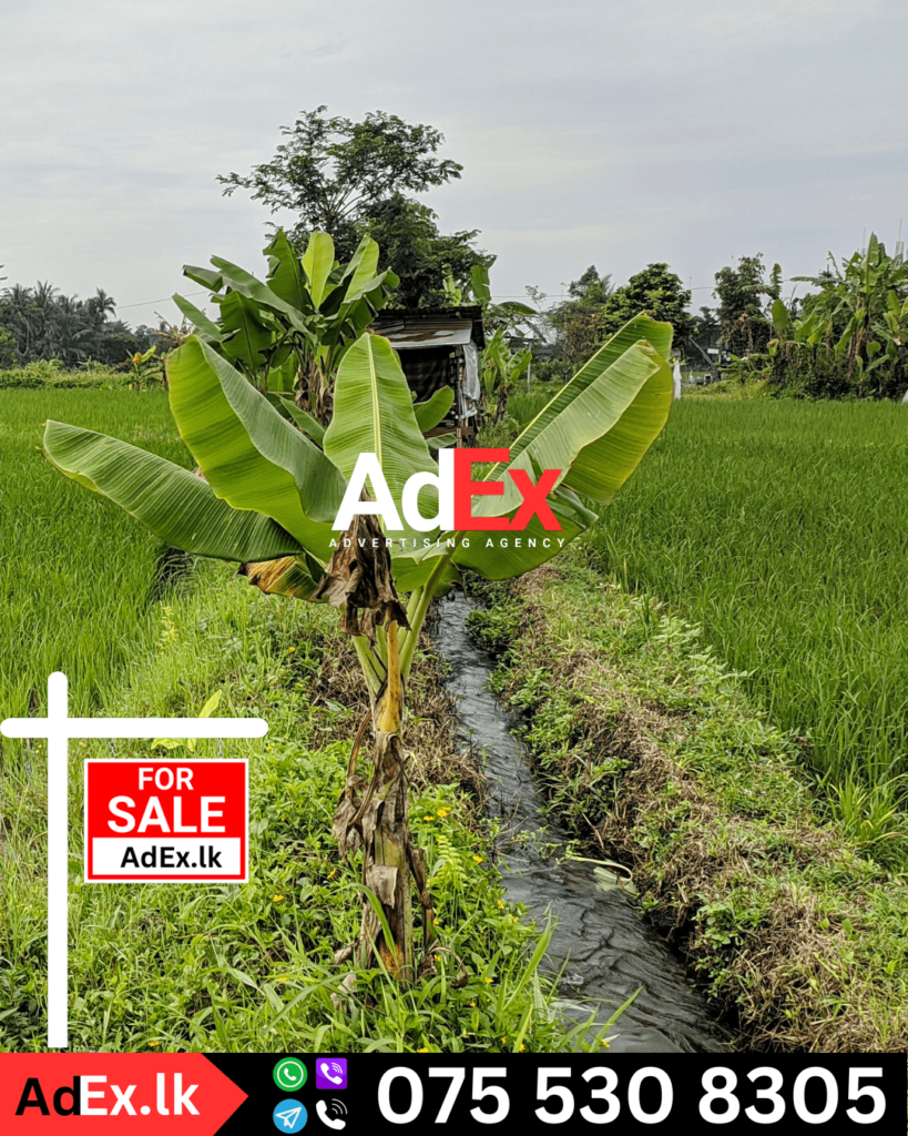 Batticaloa Paddy Land for Sale