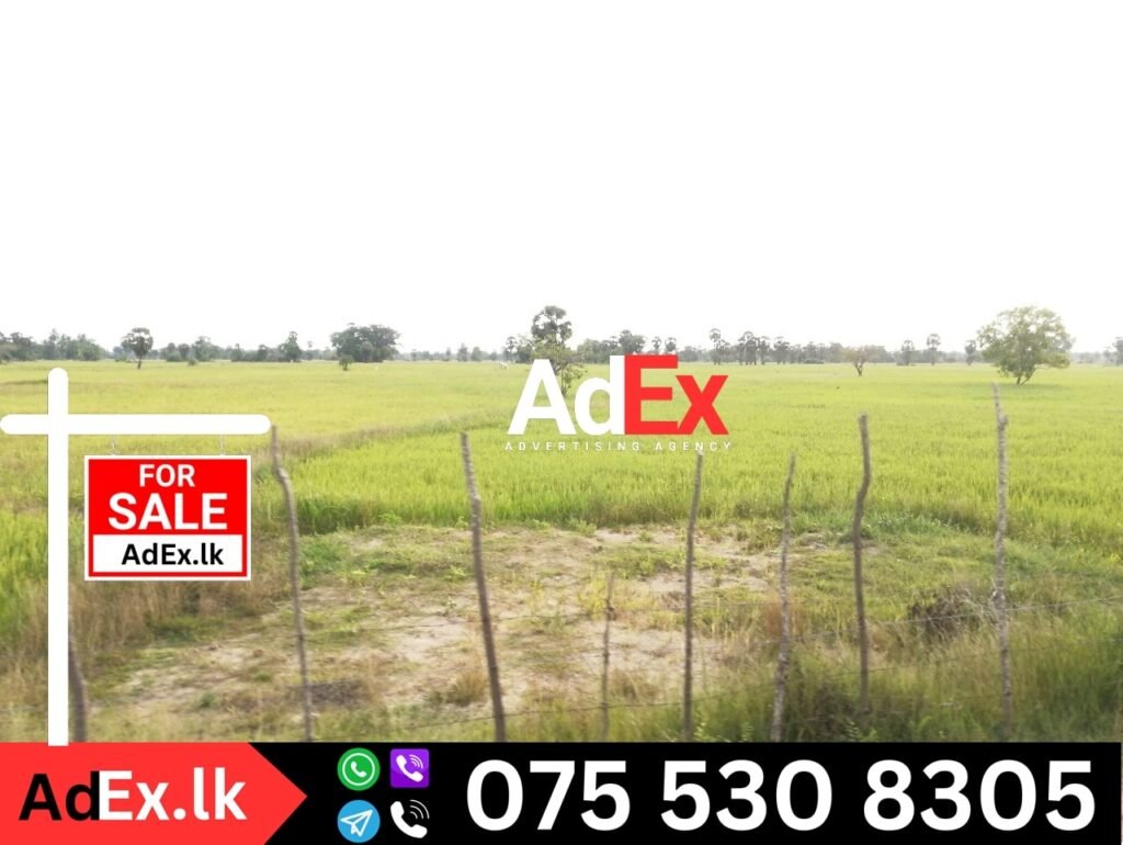 Paddy Land for Sale in Batticaloa