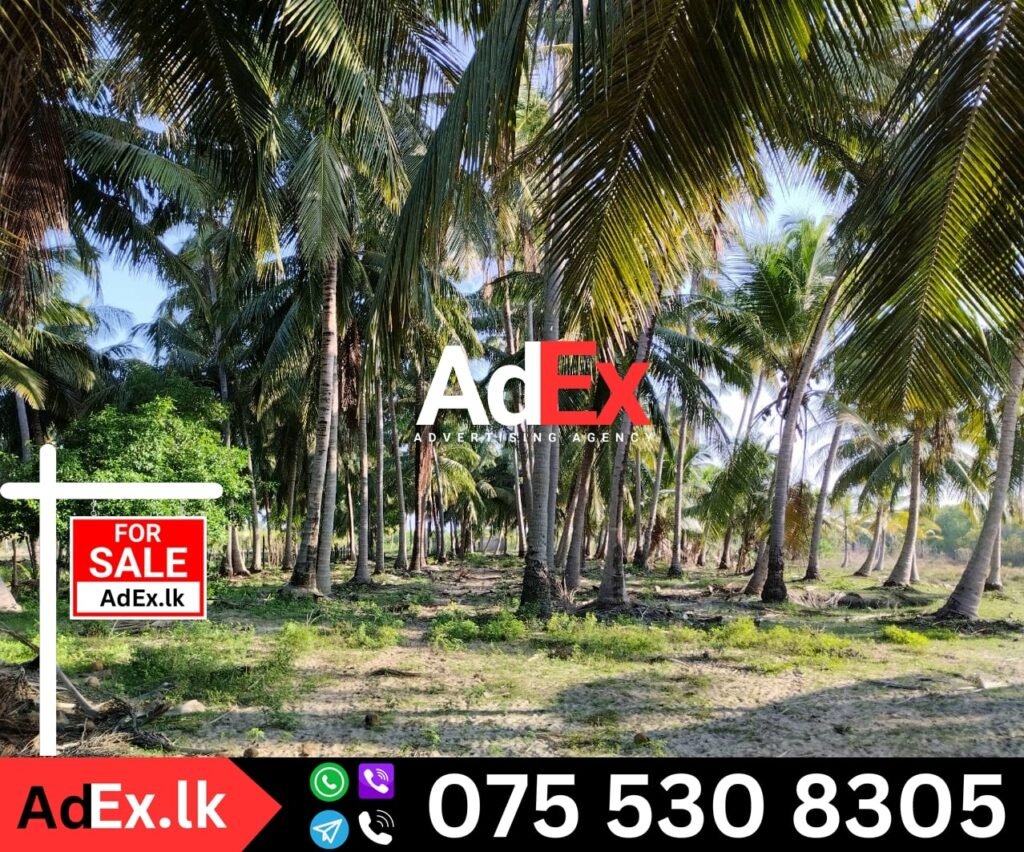 Coconut Farm Land for Sale