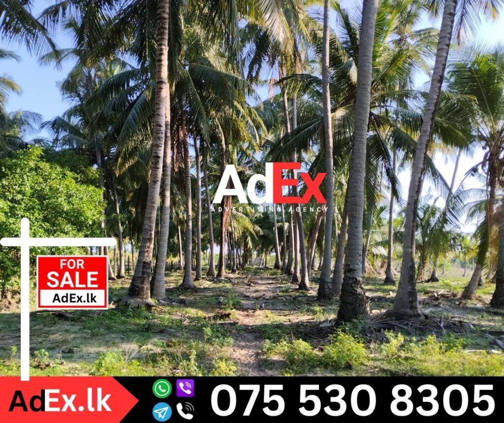 Coconut Farm Land for Sale in Thirukkovil Ampara
