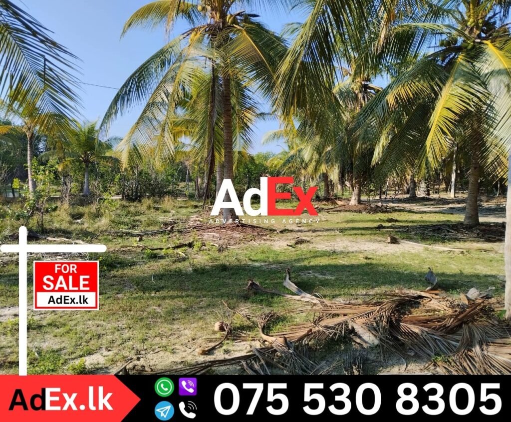 Coconut Farm Sale Ampara