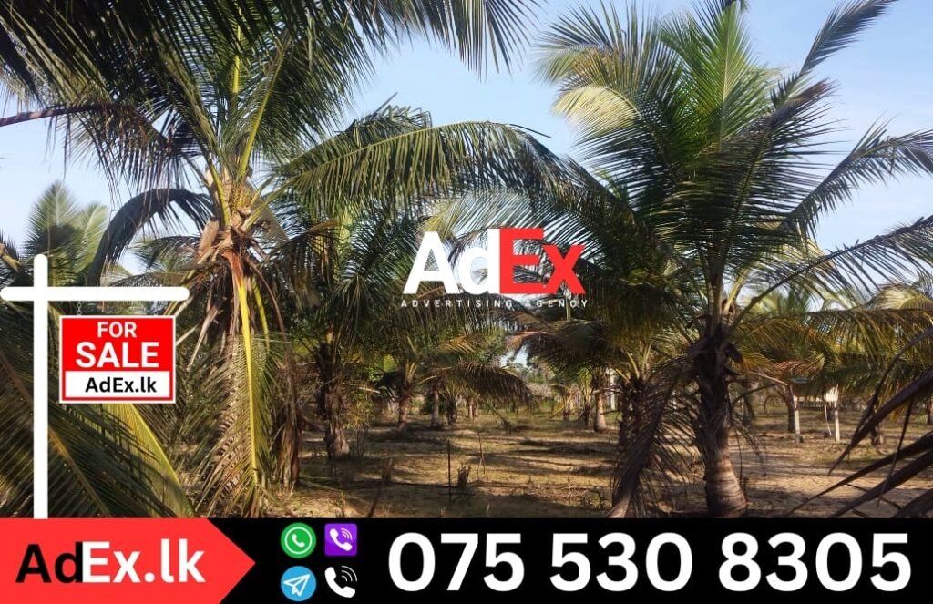 Coconut Farm for Sale in Batticaloa Sri Lanka