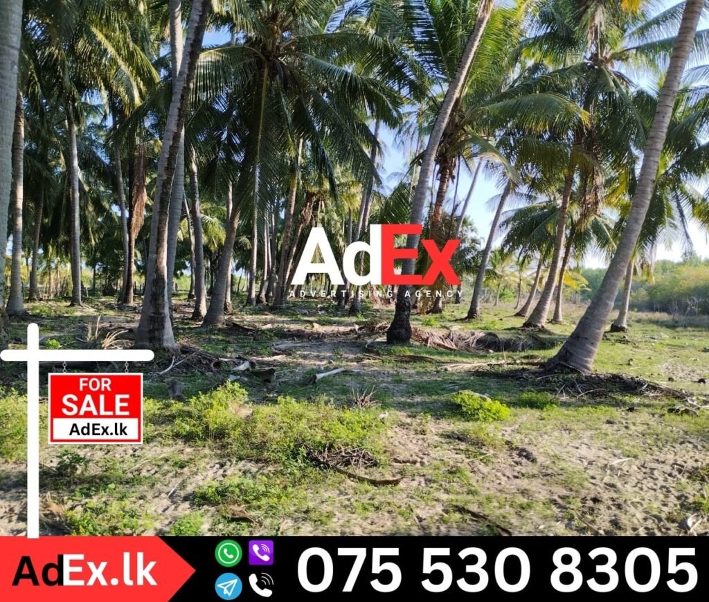 Coconut Land for Sale in Ampara