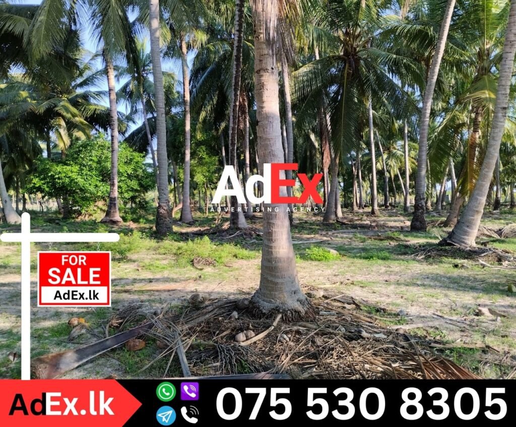 Coconut Land for Sale in Ampara