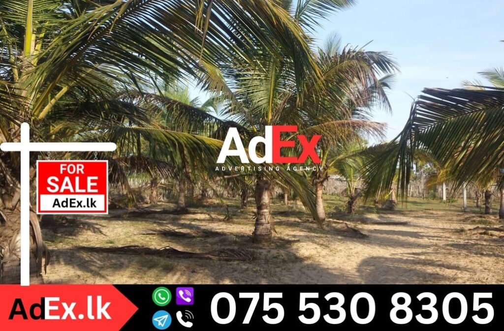 Coconut Land for Sale in Batticaloa