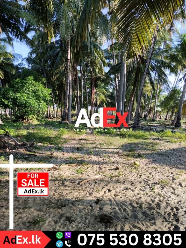 Coconut Land for Sale in Sri Lanka