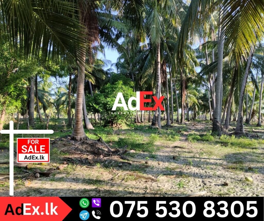 Farm for Sale in Thirukkovil Ampara