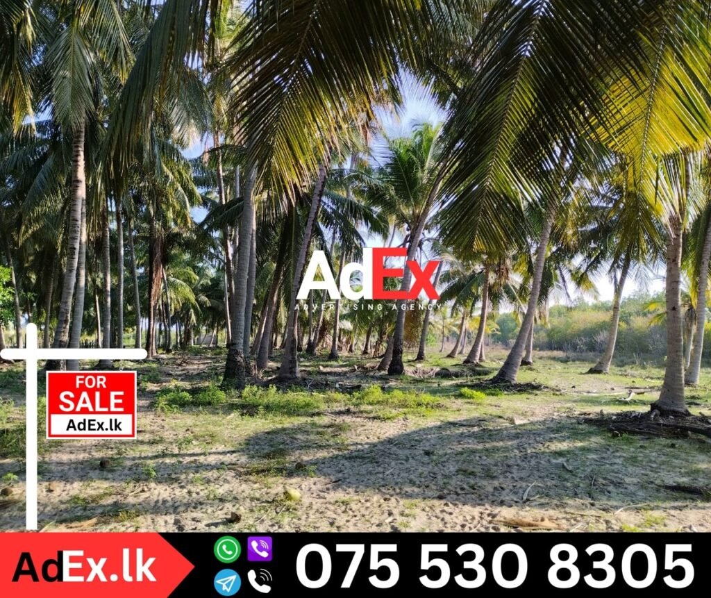 Sri Lanka Coconut Farm Sale