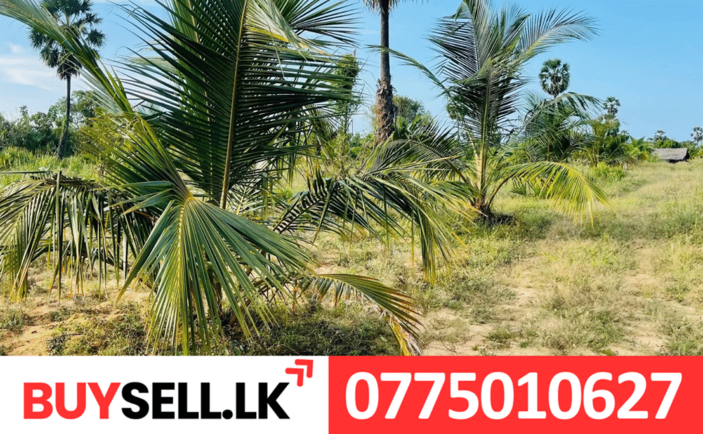 Land for Sale in Iyakachchi