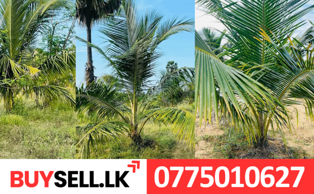 Land for Sale in Iyakachchi near to Maruthangeni Road